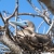 Nesting Red-Footed Booby • <a style="font-size:0.8em;" href="https://www.flickr.com/photos/14283570@N00/1272422293/" target="_blank">View on Flickr</a>