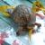 Eastern Box Turtle • <a style="font-size:0.8em;" href="https://www.flickr.com/photos/14283570@N00/7983566775/" target="_blank">View on Flickr</a>
